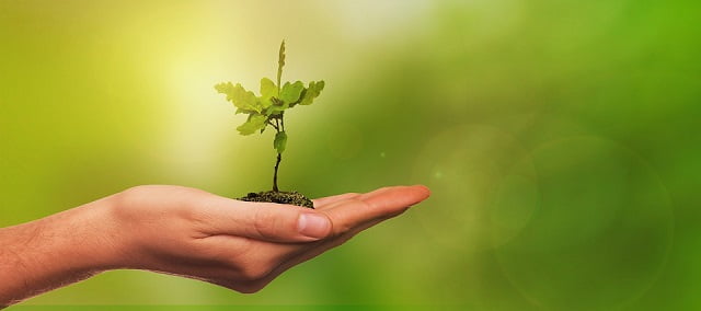 Saplings | Research Consulting